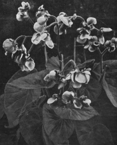 B. ‘Aalsmeer Gloire’